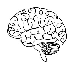 Single of a human brain with cerebellum and cerebral cortex science medical
