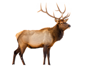 Majestic, powerful bull elk with impressively large, branching antlers covered in velvet, stands proudly in a side profile pose amidst a snowy landscape, bathed, isolated on transparent background.