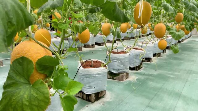 Hydroponic cultivation of delicious golden melons in an organized greenhouse
