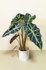Beautiful indoor plant with brightly colored veins on its leaves, Alocasia amazonica Polly, is popular among potted exotic houseplant enthusiasts (Lat. Alocasia amazonica Polly, Araceae)