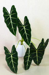 Beautiful exotic indoor plant with bright veins on its leaves, Alocasia Micholitziana Frydek or Green Velvet Alocasia is favorite among potted plant enthusiasts  (Lat. Alocasia Micholitziana Frydek)