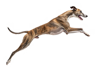 Graceful, athletic brindle Whippet dog with a sleek, short coat is captured mid-leap in a dynamic pose, exhibiting incredible speed and agility against a clean,, isolated on transparent background.