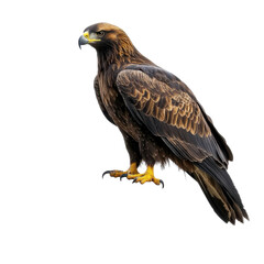 Obraz premium A large brown eagle is perched on a rock