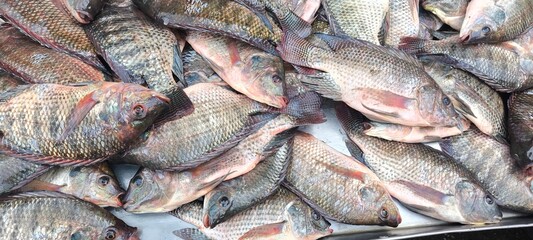 Obraz premium Nile tilapia is sold in the fresh fish market.