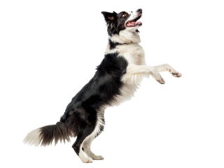 Energetic and athletic black and white Border Collie dog with a fluffy coat is dynamically rearing up on its hind legs, paws playfully extended upwards, captured, isolated on transparent background.