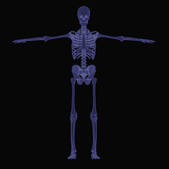 Three-dimensional model of the human skeleton