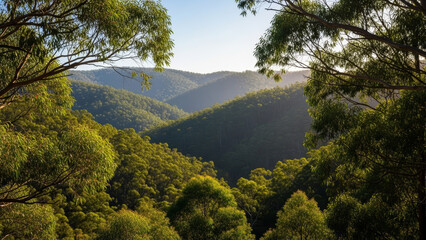 Serene Australian forested hillside with layered trees and distant mountains, capturing sunlight illuminating the landscape. Australian forest showcases natural beauty,
