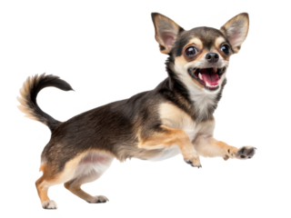 Energetic and adorable small-sized Chihuahua dog with a smooth, short black and tan coat, playfully leaping forward with an open mouth and excited expression,, isolated on transparent background.