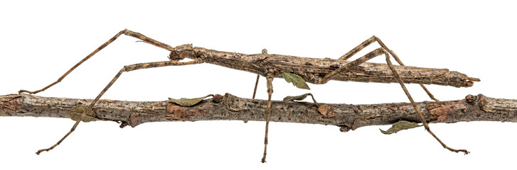Stick insect camouflaged on a thin branch