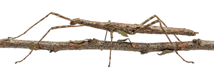 Stick insect camouflaged on a thin branch
