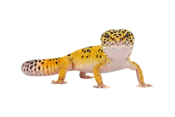 Leopard gecko lizard standing on grey background