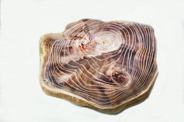 A petrified tree with annual rings on a light background. Gems, mineralogy, jewelry.