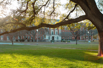 Sprawling oak tree fills foreground, casting layered shadows across green lush lawn. Brick academic buildings appear beyond the branches, create peaceful outdoor retreat for students, Waco, TX