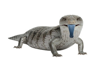 Blue tongued skink lizard showing its tongue