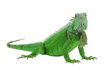 Large green iguana lizard standing in profile