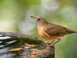 水辺のアカハラ