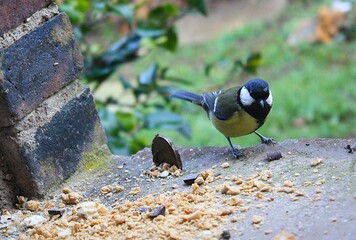 Mésange © Cécile Mathé