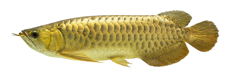Golden arowana fish swimming on gray background