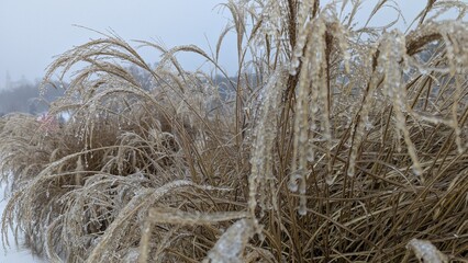 Large bush of dry ornamental grass heavily coated in ice droplets in winter park landscape.