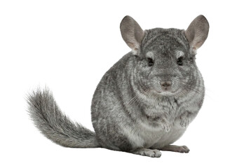 Grey chinchilla sitting on a gray background