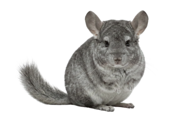 Grey chinchilla sitting on a gray background