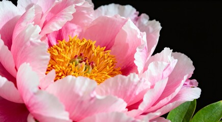 Beautiful Pink Peony with Yellow Stamens Closeup