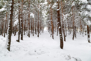 Fototapeta premium Symmetrical perspective of a snowy path through a pine forest at Cabeza de Manzaneda, Ourense, Spain