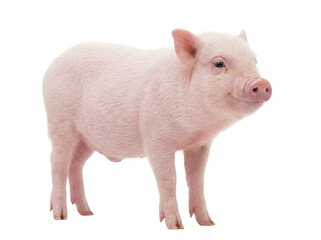 Miniature pink piglet standing on gray background