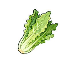 [Vector EPS]Fresh green leafy vegetable for healthy diet and salad making