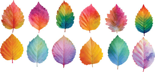 colorful autumn leaves isolated