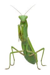 Praying mantis standing in defensive pose