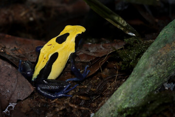 A beautiful dyeing poison dart frog (Dendrobates tinctorius). Citronella locale. Citronella Dyeing Poison Dart Frog (Dendrobates tinctorius) in the dark, animal closeup