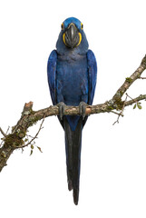 Hyacinth macaw parrot perched on a branch