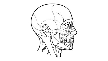 Flat vector illustration of a human head isolated on white background, fitness anatomy style, clean lines, modern gym illustration, minimal shading, educational workout graphic