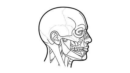 Flat vector illustration of a human head isolated on white background, fitness anatomy style, clean lines, modern gym illustration, minimal shading, educational workout graphic