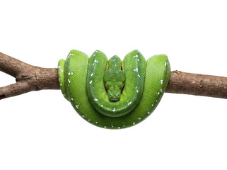 Green tree python coiled on a branch