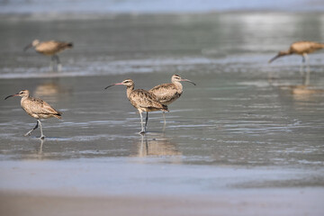 Group of Hudsonian Whimbrels foraging on Sandy Shoreline