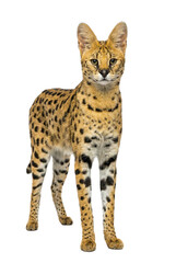 Serval cat standing alert on white background