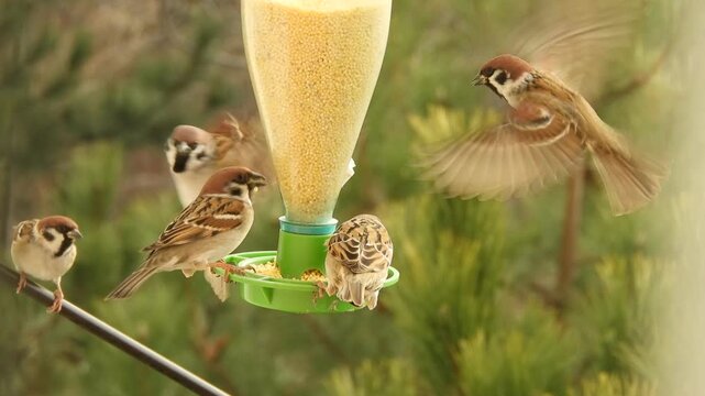 Wild birds - a large flock of tree sparrows eat yellow millet from a green feeder and squabble among themselves for the best spot in the orange rays of dawn on a sunny winter morning