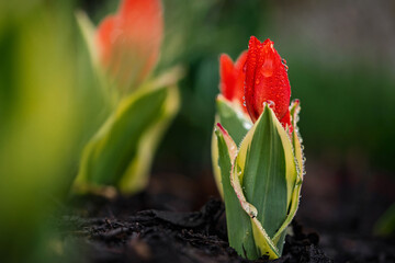 A dwarf tulip in the home garden, Praestans unicum Mini Botanical Tulip also know as Variegated Firespray Tulips. Covered in dew drops with variegated leaves.
