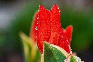 Praestans unicum Mini Botanical Tulip also know as Variegated Firespray Tulips. Covered in dew drops with variegated leaves.