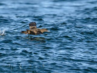 Fototapeta premium Sooty Shearwater Taking off from Ocean Waters