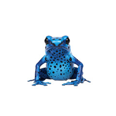 Vibrant blue poison dart frog with black spots