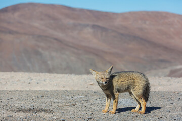 Fototapeta premium Fox in Patagonia