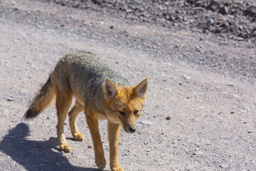 Fototapeta premium Fox in Patagonia