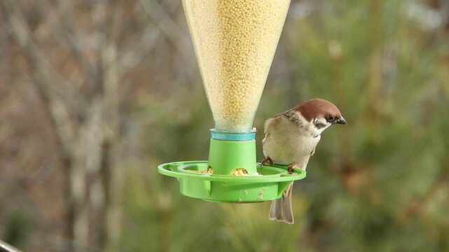 A very beautiful tree sparrow eats yellow millet from a green feeder, constantly looking around, and flies away on a sunny winter day.