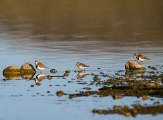 Two-Banded Plovers Foraging on Rocky Shore at Low Tide