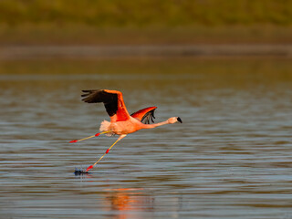 Chilean Flamingos Taking Off Over Calm Water