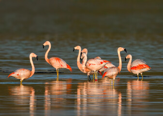 Chilean Flamingos Standing in Shallow Water at Sunrise