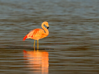 Three Chilean Flamingos Wading in Shallow Water at Sunrise